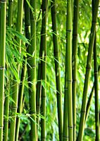 Bamboo
