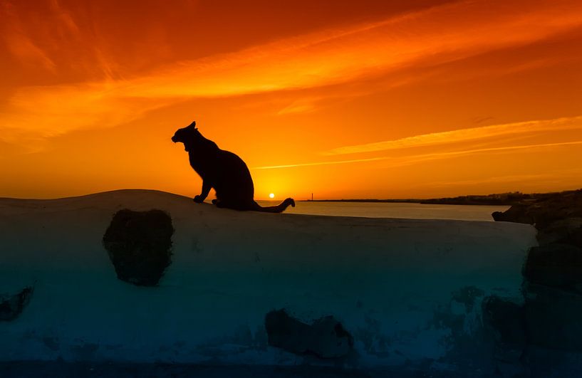 Pussycat Lanzarote by Ingmar De Boer