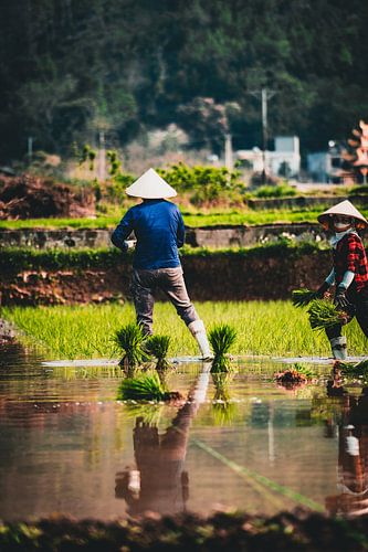 Die Reispflückerinnen