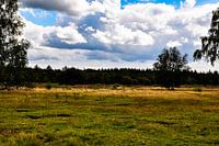 the heath in Emelo