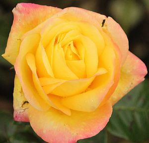 Rose "Pullman Orient Express" in voller Blüte