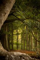 Ein Baum in Sichtweite