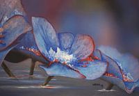 Hydrangea blossom - flower landscape
