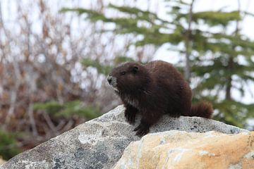 Vancouver Eiland Marmot, Marmota vancouverensis, Mount Washington, Vancouver Eiland, BC, Canada van Frank Fichtmüller