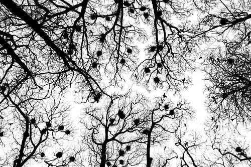 Crow's nest in Coevorden, the Netherlands