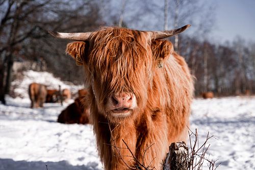 Scottish highlander