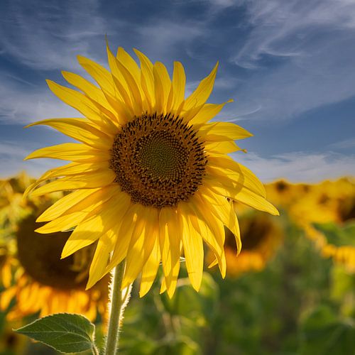 Zonnebloem in de wind