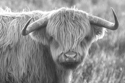 Jonge Schotse hooglander