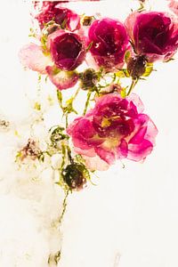 Kleine Rose in Eis 2