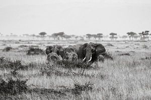 Elefanten in der Masai Mara