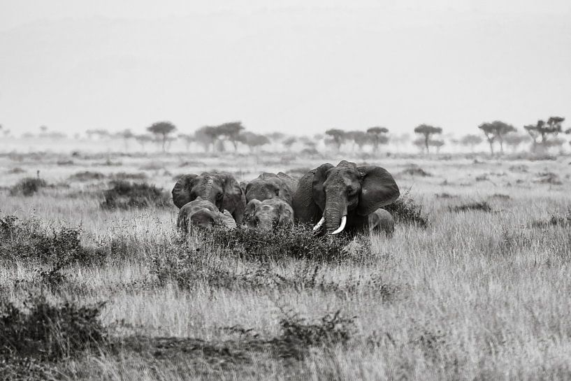 Elefanten in der Masai Mara von Roland Brack