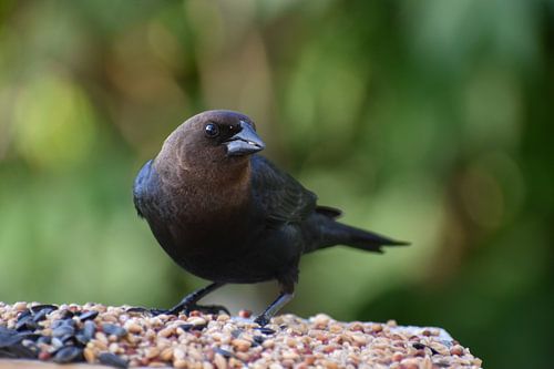 Een koevogel bij de tuinvoederbak