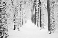 Boslaan, winter van Tess Smethurst-Oostvogel thumbnail