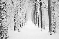 Forest Avenue, winter