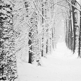Boslaan, winter van Tess Smethurst-Oostvogel