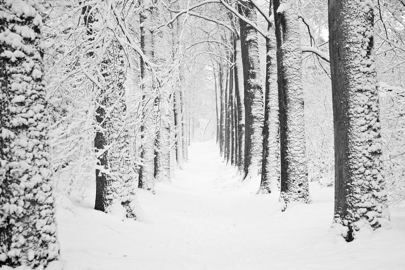 Forest Avenue, Winter von Tess Smethurst-Oostvogel