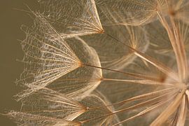 Style biophilique champêtre - une structure naturelle baignée d'une lumière chaleureuse sur Marjolijn van den Berg
