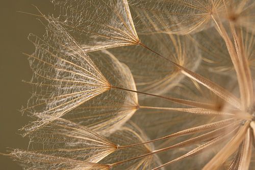 Style biophilique champêtre - une structure naturelle baignée d'une lumière chaleureuse sur Marjolijn van den Berg