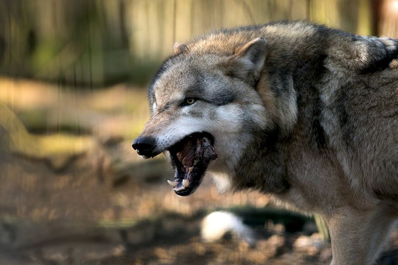 De wolf heeft honger van Tanja Riedel
