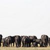 Groupe d'éléphants dans le parc Etosha Namibie, Afrique sur Tjeerd Kruse