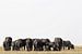 Elefantengruppe im Etosha Park Namibia, Afrika von Tjeerd Kruse
