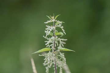 Nettle - Urtica urens by whmpictures .com