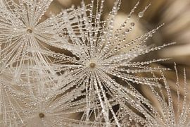 Fragiele natuurlijke stilte in een landelijk detail van Marjolijn van den Berg
