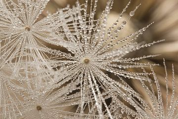 Fragile silence naturel dans un détail rural sur Marjolijn van den Berg