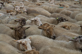 Kudde witte schapen