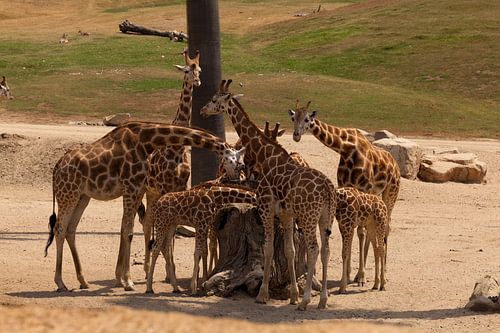 Giraffen