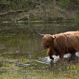 Un Highlander écossais marche dans l'eau sur Barbara Brolsma