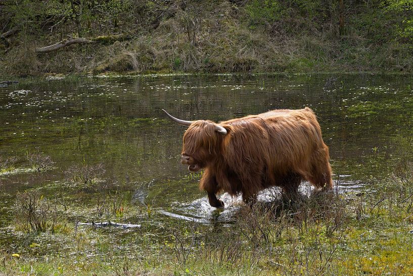 Schotse Hooglander loopt door het water van Barbara Brolsma