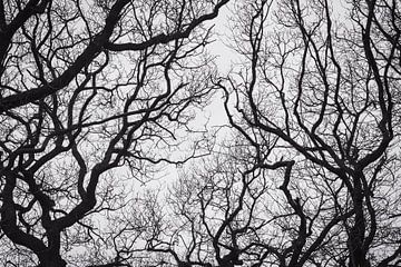 Branches under white sky van Wouter Kouwenberg