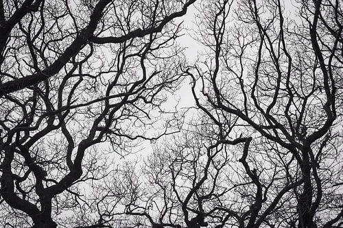 Branches under white sky