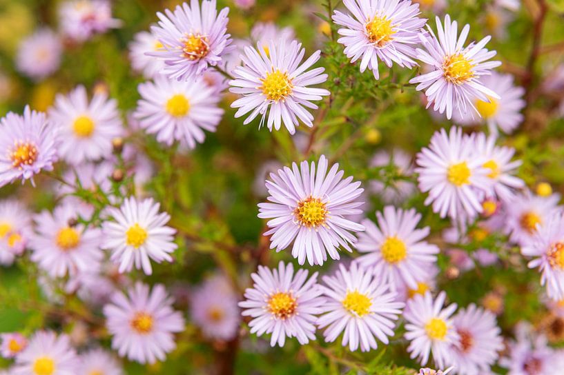 Herbstastern von Richard Wareham