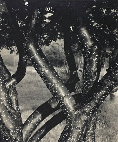 De dansende bomen (1922) door Alfred Stieglitz