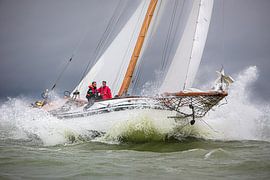 Lemsteraak in action by Jasper van Staveren