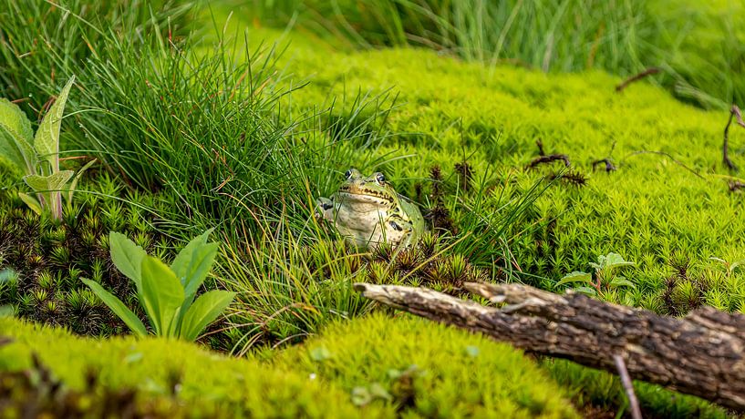 Frosch von Raymond Engelen