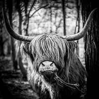 Highland cattle