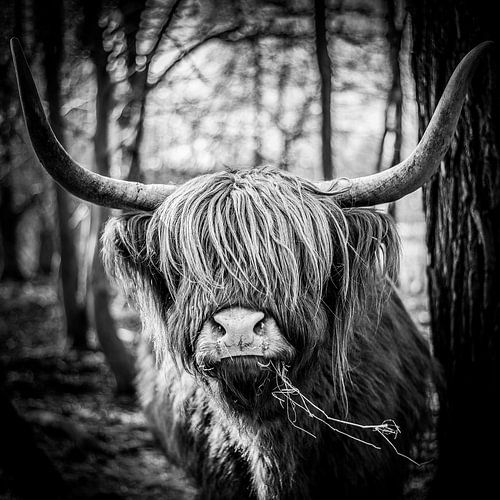 Highland cattle