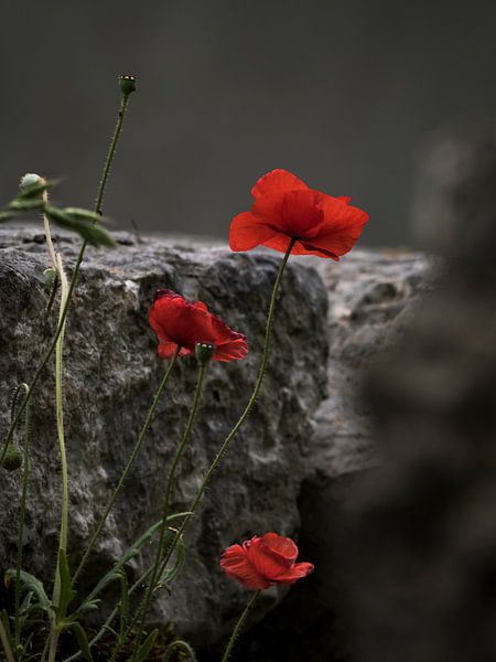 CLAPROOS by Willemijn Wolthaus