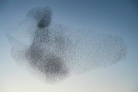 Schwarm von Staren (Sturnus vulgaris) von Albert Beukhof