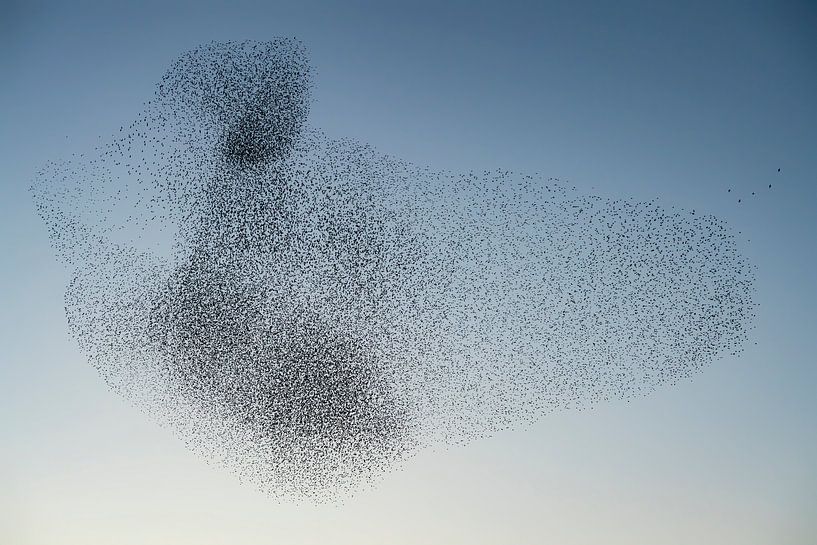 Swarm of starlings (Sturnus vulgaris) by Albert Beukhof
