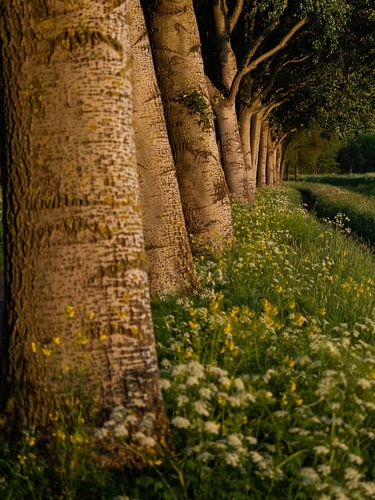 Line of trees