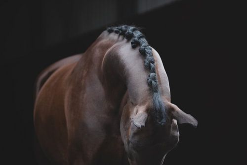 Bildende Kunst für Pferde