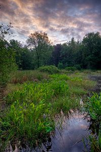 Ven in the woods by Joep de Groot