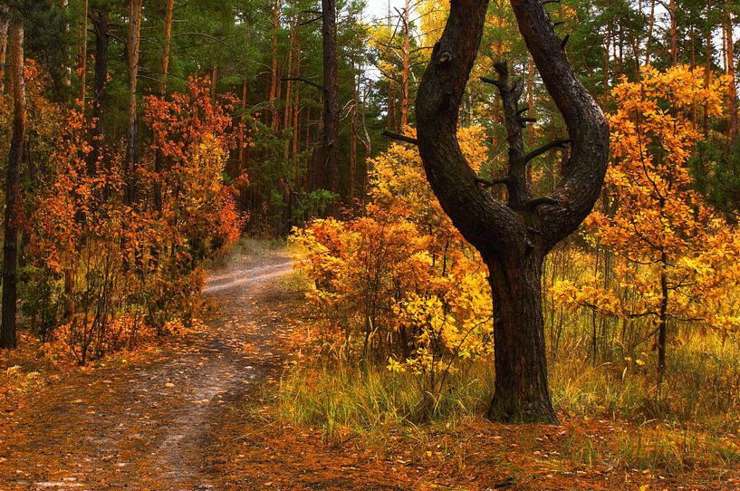in the autumn forest by Mykhailo Sherman