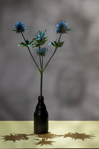 Distel met schaduw. Studiofotografie!