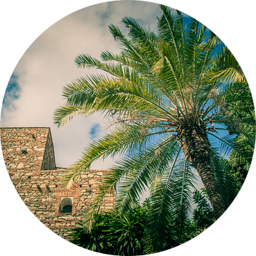 Palmboom in Malaga bij Alcazaba de Malaga van Lizanne van Spanje