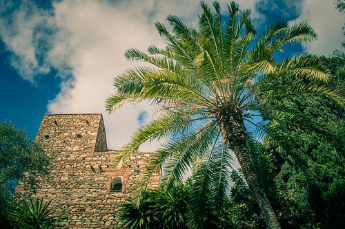 Palmboom in Malaga bij Alcazaba de Malaga